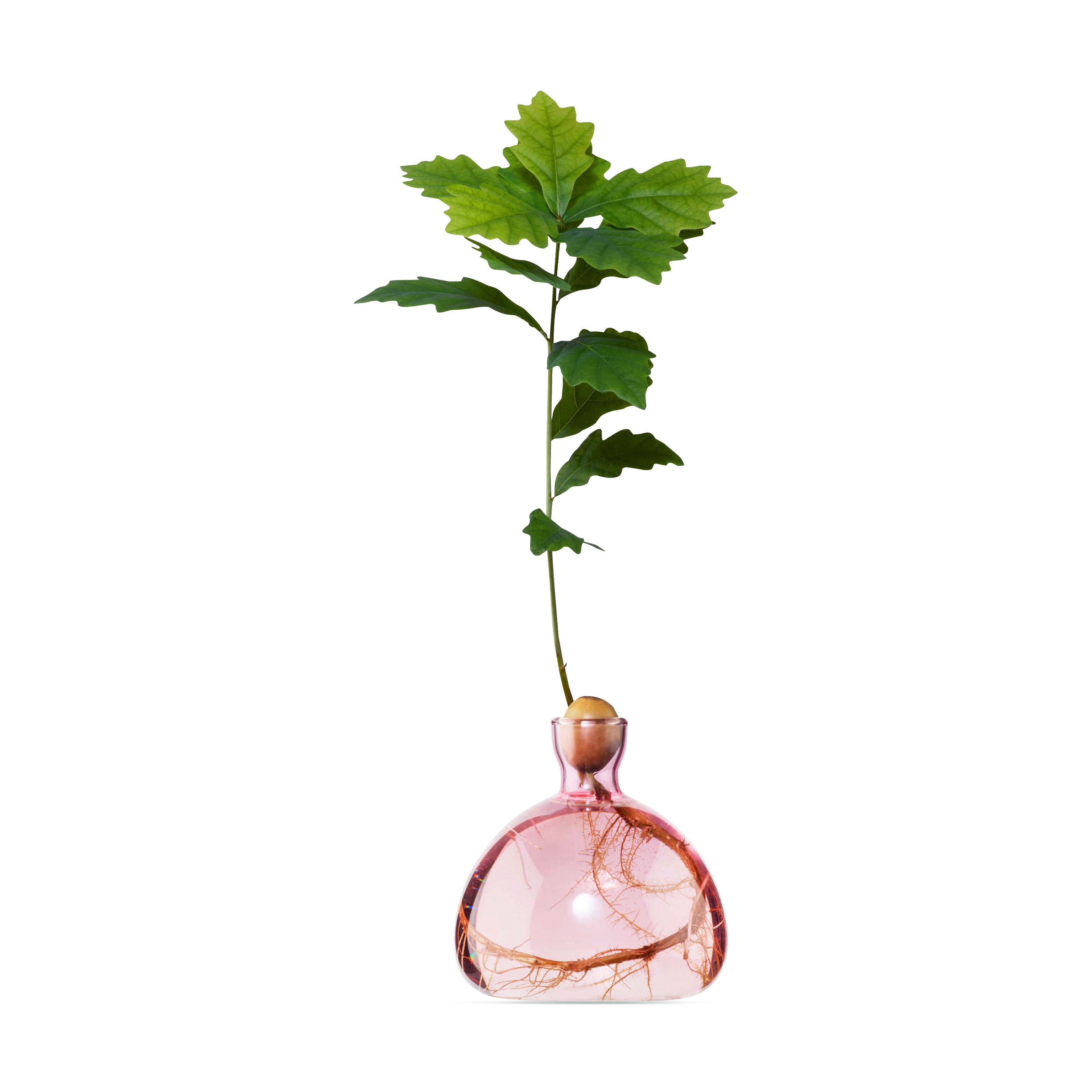 Acorn Vase - Pink – MoMA Design Store