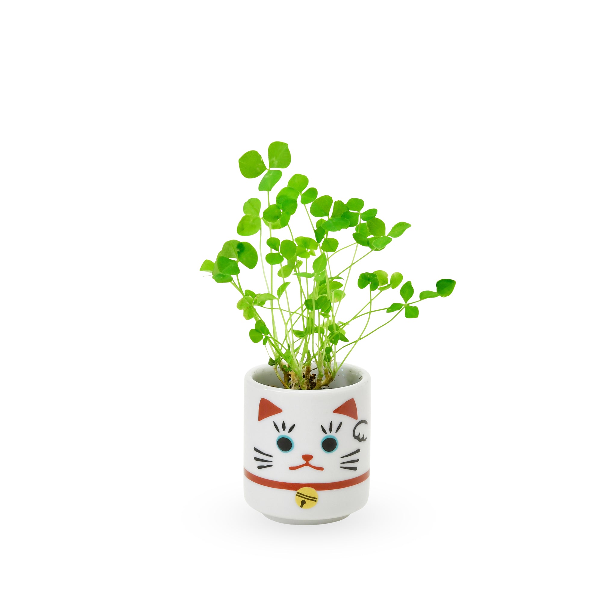 Lucky Mini Planter Kit - Cat / Clover – MoMA Design Store