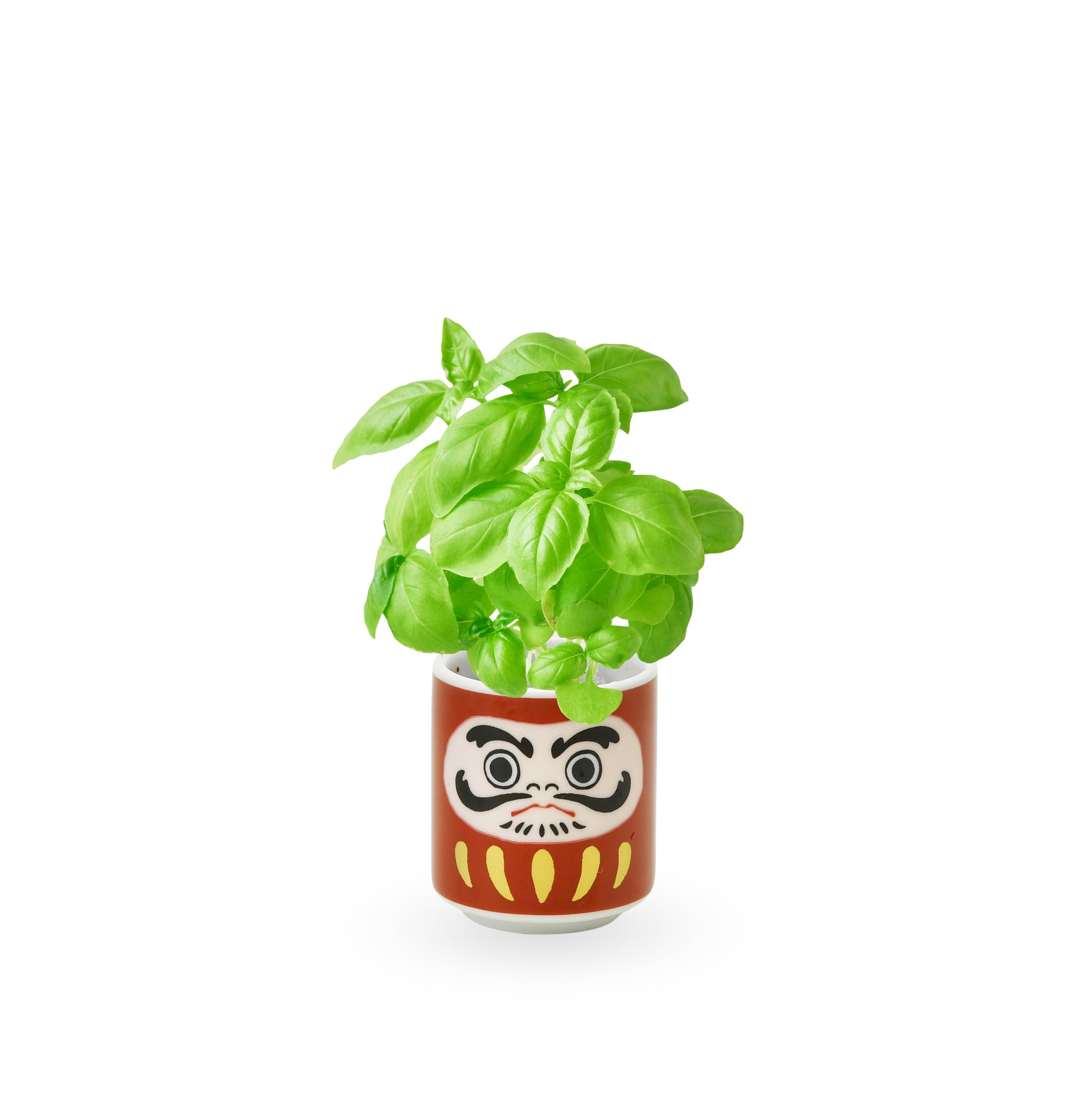 Lucky Mini Planter Kit - Daruma / Basil – MoMA Design Store