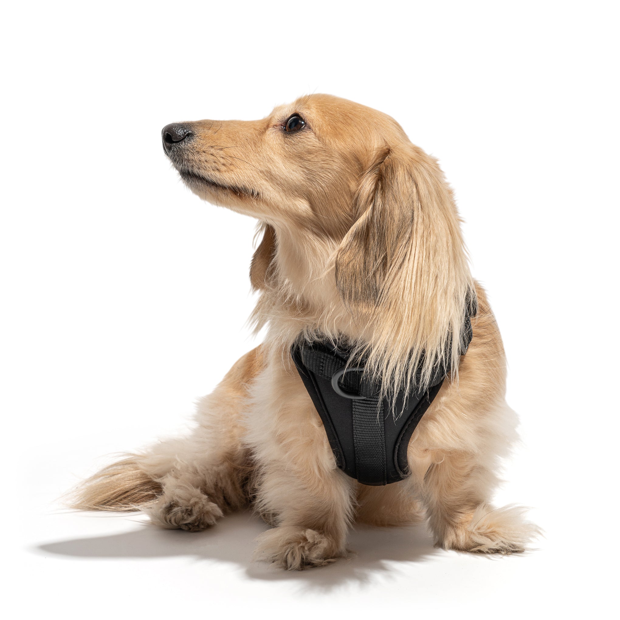 Wild One Dog Harness Black MoMA Design Store