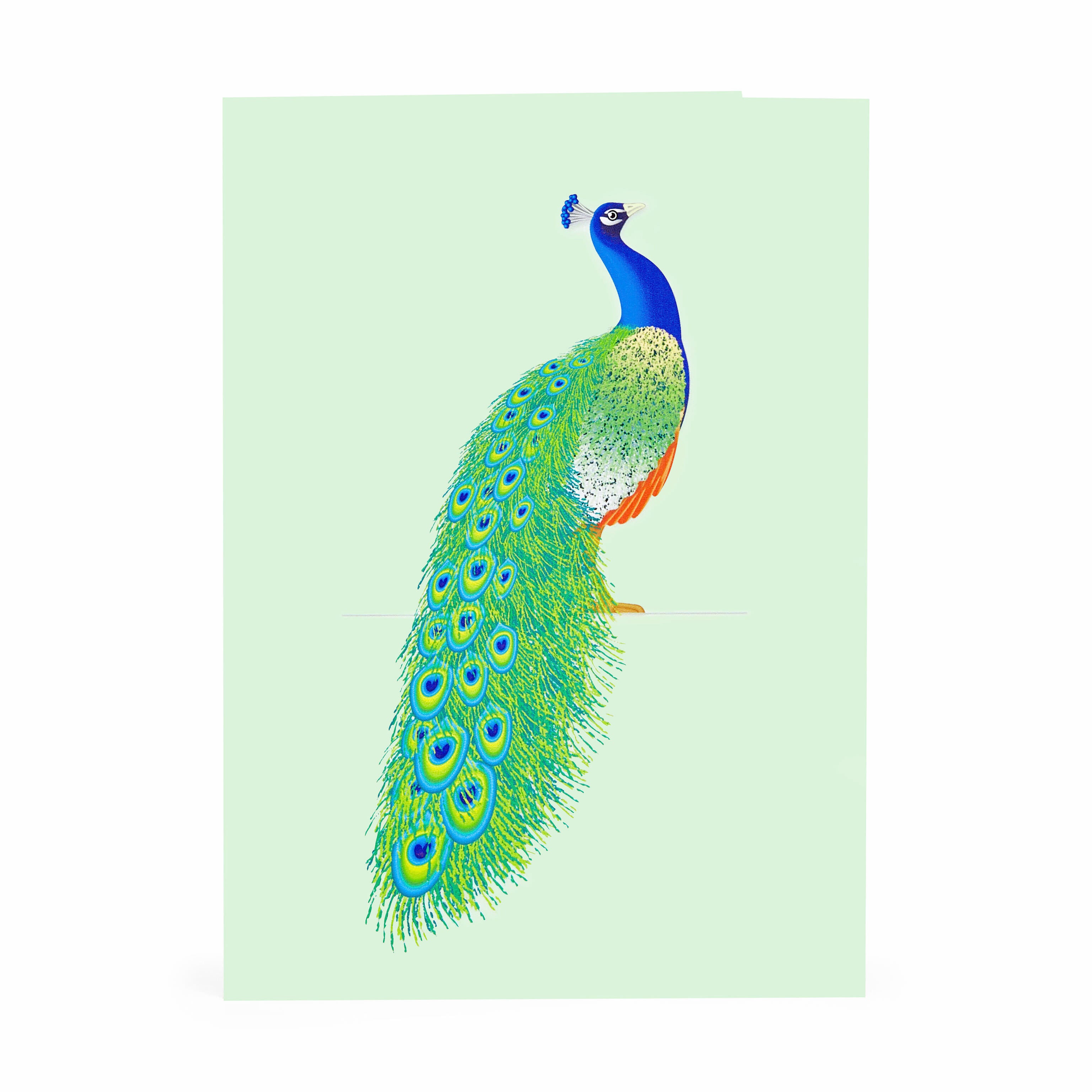 Peacock Note Cards, 4x6 inches, Set of 48