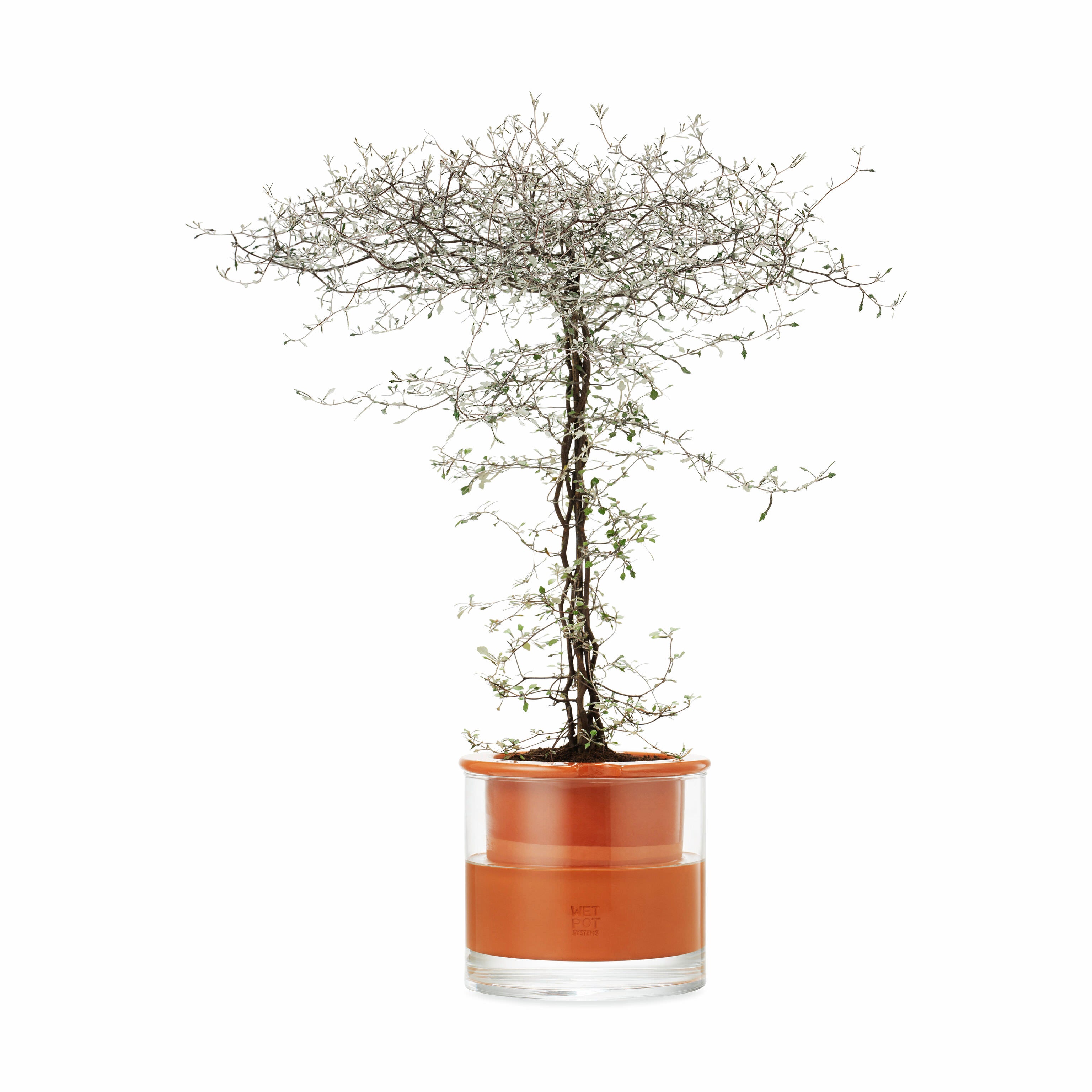 moma self-watering wet pot planter MoMA Self Watering Pot