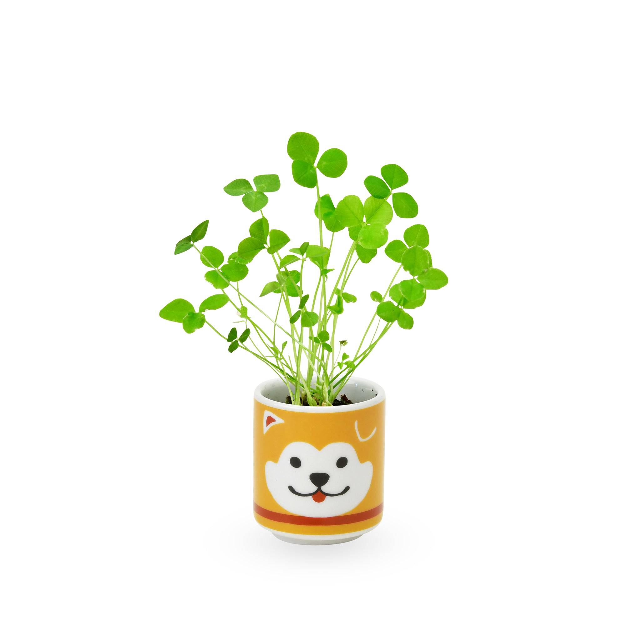 ＊handmade 寝そべりワンちゃん　プランター Lucky Mini Planter Kit - Dog / Clover – MoMA Design Store