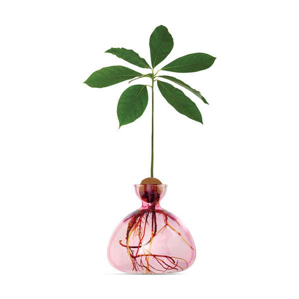 Avocado Vase - Pink – MoMA Design Store