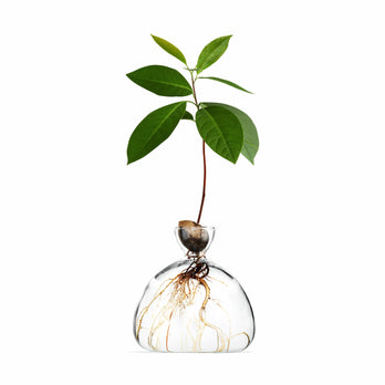 Avocado Vase - Clear