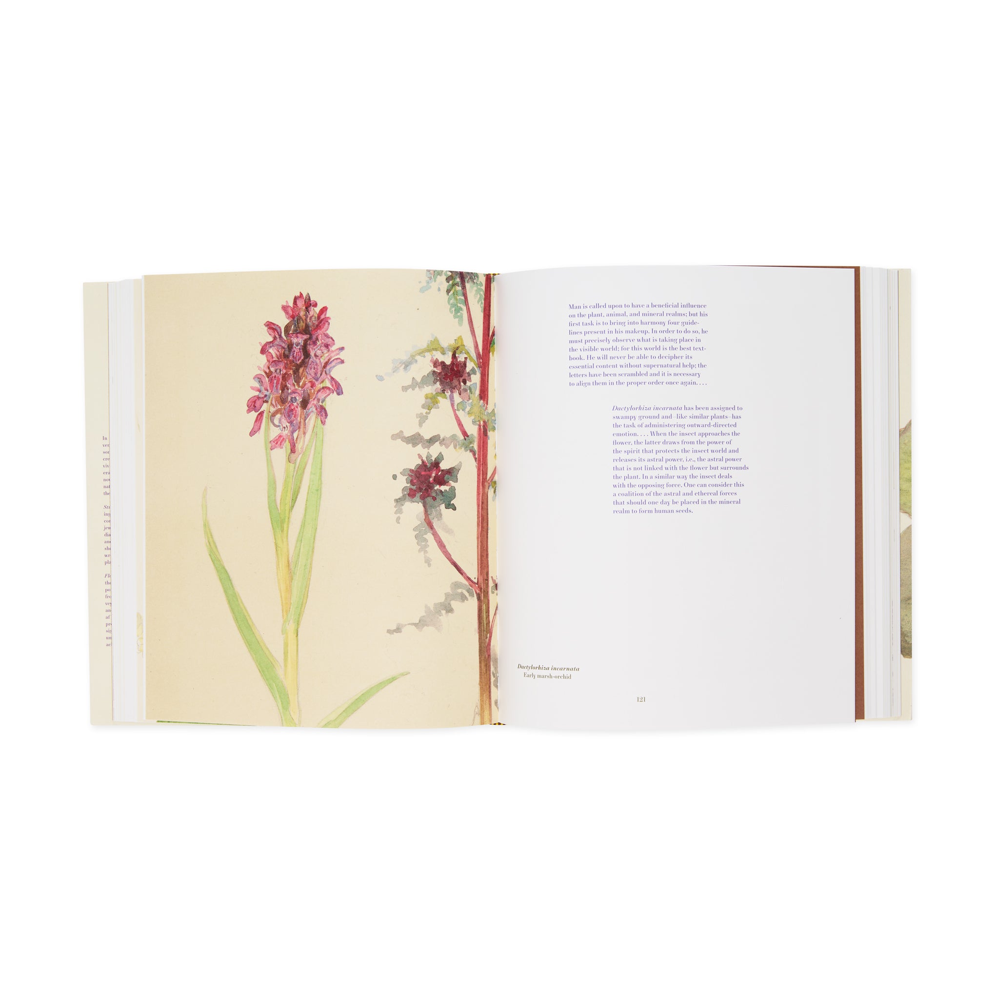 Hilma af Klint: What Stands Behind the Flowers – Hardcover – MoMA