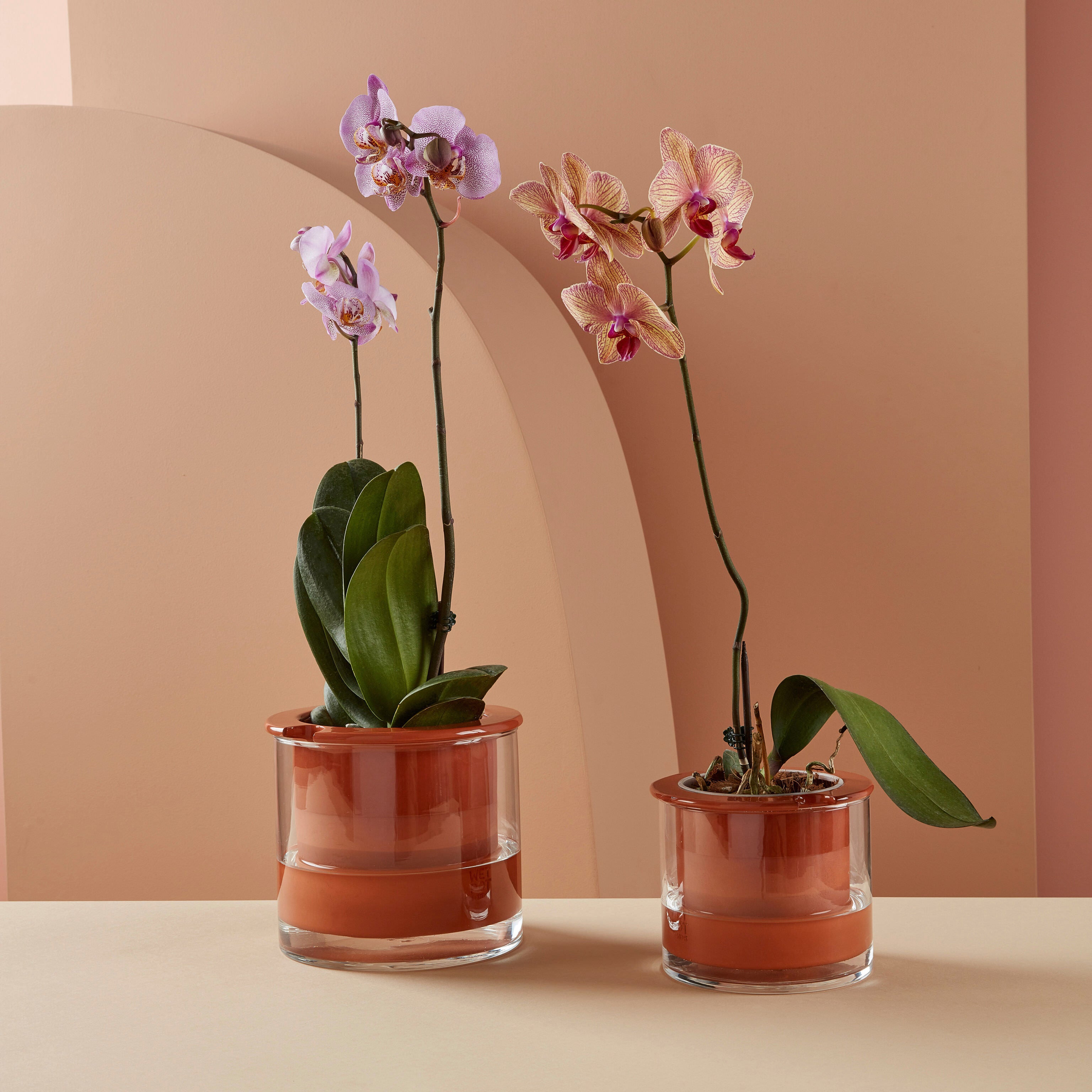 moma self-watering wet pot planter MoMA Self Watering Pot